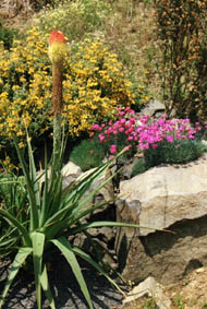 Kniphofia northiae